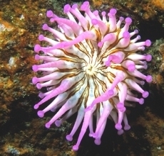 nurkowanie teneryfa