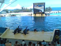 siam park ...